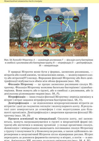 Неметалічні елементи та їх сполуки
Мал. 58. Колообіг Нітрогену: А — асиміляція рослинами; F — фіксація азоту бактеріями
в симбіозі з рослинами або бактеріями ґрунту; N — нітрифікація; D — денітрифікація;
М — мінералізація
У природі Нітроген може бути у формах, засвоєних рослинами, —
нітратів або солей амонію, чи незасвоєних ними, — молекулярного азо-
ту або нітроген(ІУ) оксиду. Впродовж фіксації Нітрогену або його дені-
трифікації відбувається обмін між обома формами (мал. 58).
Фіксація Нітрогену — це процес засвоєння рослинами сполук Ні-
трогену. Фіксація Нітрогену можлива багатьма бактеріями і ціанобак-
теріями. Вони живуть або в ґрунті, або в симбіозі з рослинами, або із
декількома різновидами тварин (мал. 58, F).
Нітрифікація — інша стадія фіксації Нітрогену: перехід амоніаку в
нітрит і нітрат завдяки нітрифікуючим бактеріям (мал. 58, N).
Денітрифікація — це відновлення мікроорганізмами нітратів до
нітритів і далі до газуватих оксидів і молекулярного азоту. В резуль-
таті азот повертається до атмосфери і стає недоступним для біль-
шості організмів. Денітрифікація є зворотним процесом фіксації Ні-
трогену (мал. 58, D)
Процеси асиміляції та мінералізації. Сполуки азоту, які засвою-
ються, можуть нагромаджуватися в ґрунті в неорганічній формі (ні-
трати) або міститися в живому організмі у складі органічних сполук.
Асиміляція і мінералізація визначають поглинання сполук Нітрогену
з ґрунту і сполучення їх у біомолекули рослин, а також здійснюють пе-
ретворення в неорганічний Нітроген після відмирання рослин. Нітрат
переходить за допомоги ферментів спочатку в нітрит, а потім — в амо-
 