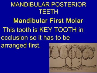 MANDIBULAR POSTERIOR
TEETH
Mandibular First Molar
This tooth is KEY TOOTH in
occlusion so it has to be
arranged first.
 