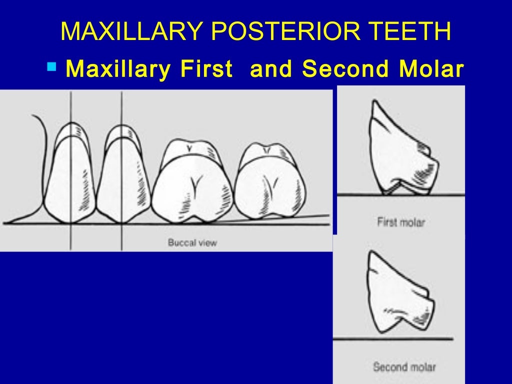 10. posterior teeth arrangement