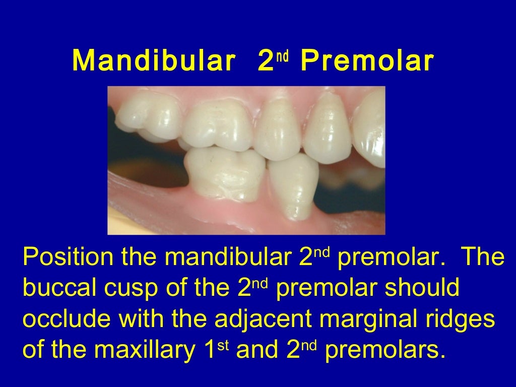10. posterior teeth arrangement