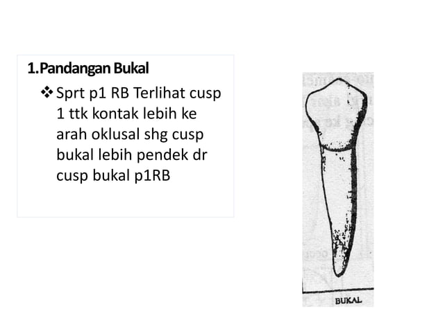 10. morfologi gigi permanent rahang bawah | PPTX