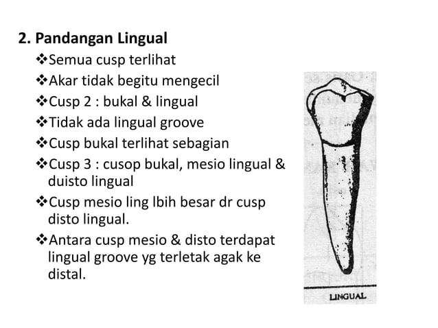 10. morfologi gigi permanent rahang bawah | PPTX