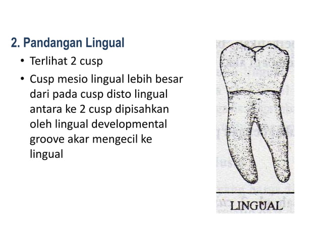 10. morfologi gigi permanent rahang bawah | PPTX