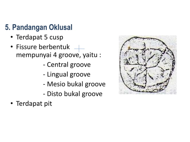 10. morfologi gigi permanent rahang bawah | PPTX