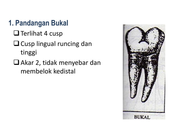 10. morfologi gigi permanent rahang bawah | PPTX