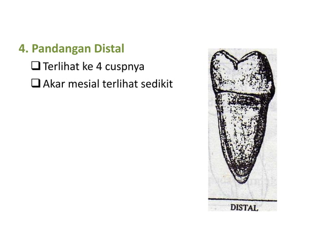10. morfologi gigi permanent rahang bawah | PPTX
