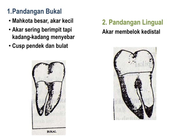 10. morfologi gigi permanent rahang bawah | PPTX
