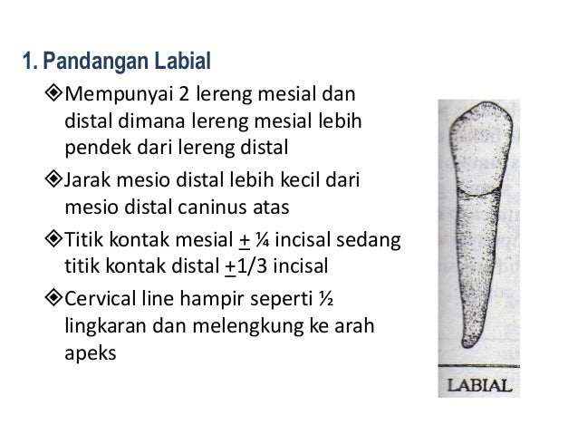 10. morfologi gigi permanent rahang bawah