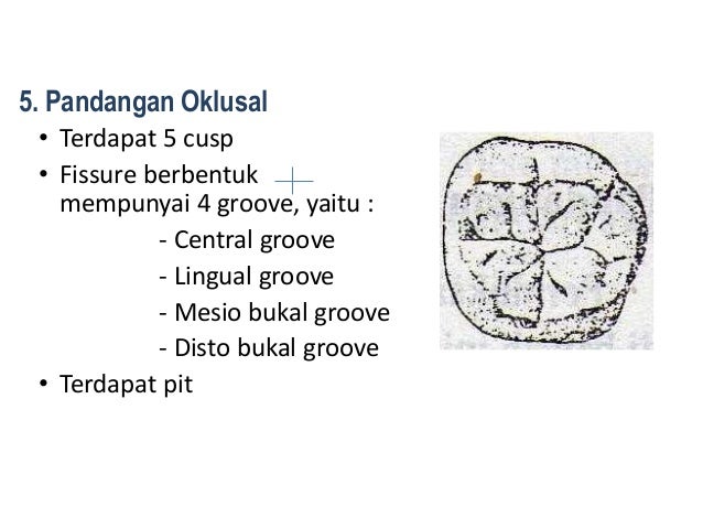 10. morfologi gigi permanent rahang bawah
