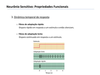 3. Dinâmica temporal de resposta
o Fibras de adaptação rápida:
Disparo rápido em resposta a um estímulo e então silenciam;
o Fibras de adaptação lenta:
Disparo continuado em resposta a um estímulo.
Neurônio Sensitivo: Propriedades Funcionais
 
