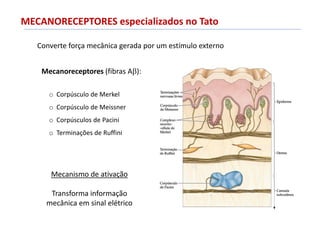 MECANORECEPTORES especializados no Tato
Converte força mecânica gerada por um estímulo externo
o Corpúsculo de Merkel
o Corpúsculo de Meissner
o Corpúsculos de Pacini
o Terminações de Ruffini
Mecanoreceptores (fibras A):
Mecanismo de ativação
Transforma informação
mecânica em sinal elétrico
 