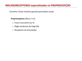 MECANORECEPTORES especializados na PROPRIOCEPÇÃO
Converte a força mecânica gerada pelo próprio corpo
Proprioceptores (fibras I e II):
o Fusos musculares (Ia, II)
o Órgão tendinoso de Golgi (Ib)
o Receptores de articulações
 