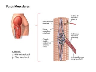 n. motor
 - fibra extrafusal
y - fibra intrafusal
Fusos Musculares
 