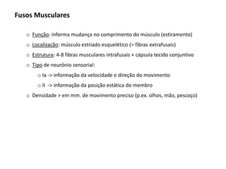 Fusos Musculares
o Função: informa mudança no comprimento do músculo (estiramento)
o Localização: músculo estriado esquelético (= fibras extrafusais)
o Estrutura: 4-8 fibras musculares intrafusais + cápsula tecido conjuntivo
o Tipo de neurônio sensorial:
o Ia -> informação da velocidade e direção do movimento
o II -> informação da posição estática do membro
o Densidade > em mm. de movimento preciso (p.ex. olhos, mão, pescoço)
 