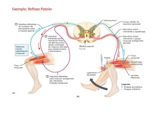 Exemplo: Reflexo Patelar
 