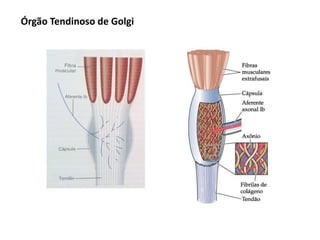 Órgão Tendinoso de Golgi
 