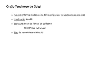Órgão Tendinoso de Golgi
o Função: informa mudanças na tensão muscular (ativado pela contração)
o Localização: tendão
o Estrutura: entre as fibrilas de colágeno
10-20/fibra extrafusal
o Tipo de neurônio sensitivo: Ib
 