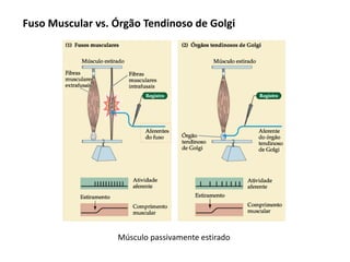 Músculo passivamente estirado
Fuso Muscular vs. Órgão Tendinoso de Golgi
 