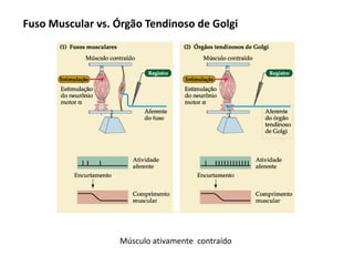 Músculo ativamente contraído
Fuso Muscular vs. Órgão Tendinoso de Golgi
 
