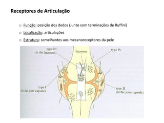 Receptores de Articulação
o Função: posição dos dedos (junto com terminações de Ruffini)
o Localização: articulações
o Estrutura: semelhantes aos mecanoreceptores da pele
 