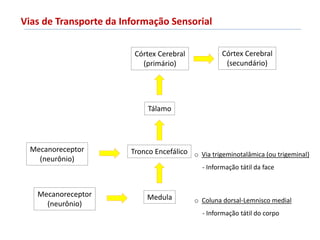 Vias de Transporte da Informação Sensorial
Mecanoreceptor
(neurônio)
Medula
Tronco Encefálico
Tálamo
Córtex Cerebral
(primário)
Mecanoreceptor
(neurônio)
Córtex Cerebral
(secundário)
o Coluna dorsal-Lemnisco medial
- Informação tátil do corpo
o Via trigeminotalâmica (ou trigeminal)
- Informação tátil da face
 