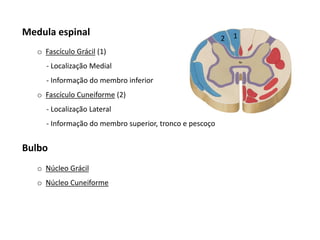 Medula espinal
o Fascículo Grácil (1)
- Localização Medial
- Informação do membro inferior
o Fascículo Cuneiforme (2)
- Localização Lateral
- Informação do membro superior, tronco e pescoço
12
Bulbo
o Núcleo Grácil
o Núcleo Cuneiforme
 