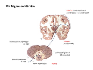 TÁLAMO
(núcleo VPM)
Núcleo sensorial principal
do NCV
PONTE
CÓRTEX somatossensorial
primário (S1) e secundário (S2)
Mecanoreceptores
da face
Nervo trigêmio (V)
Via Trigeminotalâmica
Lemnisco trigeminal
(decussação)
 