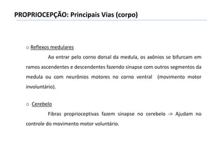 PROPRIOCEPÇÃO: Principais Vias (corpo)
o Reflexos medulares
Ao entrar pelo corno dorsal da medula, os axônios se bifurcam em
ramos ascendentes e descendentes fazendo sinapse com outros segmentos da
medula ou com neurônios motores no corno ventral (movimento motor
involuntário).
o Cerebelo
Fibras proprioceptivas fazem sinapse no cerebelo -> Ajudam no
controle do movimento motor voluntário.
 