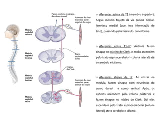 o Aferentes abaixo de L2: Ao entrar na
medula, fazem sinapse com neurônios do
corno dorsal e corno ventral. Após, os
axônios ascendem pela coluna posterior e
fazem sinapse no núcleo de Clark. Daí eles
ascendem pelo trato espinocerebelar (coluna
lateral) até o cerebelo e tálamo.
o Aferentes entre T1-L2: Axônios fazem
sinapse no núcleo de Clark, e então ascendem
pelo trato espinocerebelar (coluna lateral) até
o cerebelo e tálamo.
o Aferentes acima de T1 (membro superior):
Segue mesmo trajeto da via coluna dorsal-
lemnisco medial (que leva informação de
tato), passando pelo fascículo cuneiforme.
 