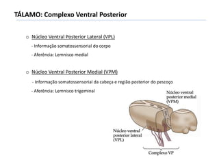 TÁLAMO: Complexo Ventral Posterior
o Núcleo Ventral Posterior Lateral (VPL)
- Informação somatossensorial do corpo
- Aferência: Lemnisco medial
o Núcleo Ventral Posterior Medial (VPM)
- Informação somatossensorial da cabeça e região posterior do pescoço
- Aferência: Lemnisco trigeminal
 