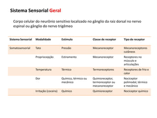 Sistema Sensorial Modalidade Estímulo Classe de receptor Tipo de receptor
Somatosensorial Tato Pressão Mecanoreceptor Mecanoreceptores
cutâneos
Propriocepção Estiramento Mecanoreceptor Receptores no
músculo e
articulações
Temperatura Térmico Termoreceptores Receptores de frio e
calor
Dor Químico, térmico ou
mecânico
Quimioreceptor,
termoreceptor ou
mecanoreceptor
Nociceptor
polimodal, térmico
e mecânico
Irritação (coceira) Químico Quimioreceptor Nociceptor químico
Sistema Sensorial Geral
Corpo celular do neurônio sensitivo localizado no gânglio da raiz dorsal no nervo
espinal ou gânglio do nervo trigêmeo
 