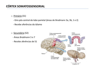 CÓRTEX SOMATOSSENSORIAL
o Primário (S1)
- Giro pós-central do lobo parietal (áreas de Brodmann 3a, 3b, 1 e 2)
- Recebe aferências do tálamo
o Secundário (S2)
- Áreas Brodmann 5 e 7
- Recebe aferências de S1
(S2)
 