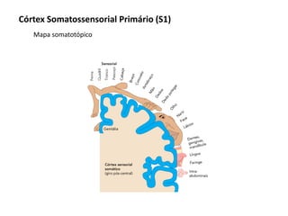 Córtex Somatossensorial Primário (S1)
Mapa somatotópico
 