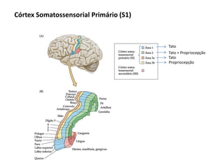 Córtex Somatossensorial Primário (S1)
Tato
Tato + Propriocepção
Tato
Propriocepção
 