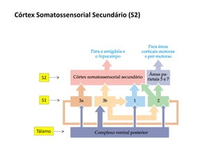 Córtex Somatossensorial Secundário (S2)
Tálamo
S1
S2
 