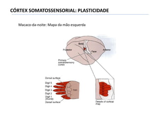 CÓRTEX SOMATOSSENSORIAL: PLASTICIDADE
Macaco-da-noite: Mapa da mão esquerda
 