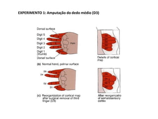 EXPERIMENTO 1: Amputação do dedo médio (D3)
 