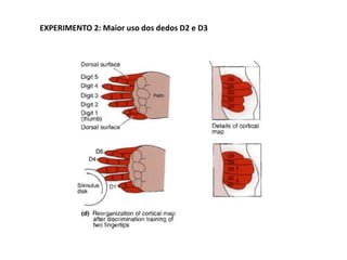 EXPERIMENTO 2: Maior uso dos dedos D2 e D3
 