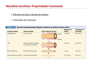 Neurônio Sensitivo: Propriedades Funcionais
1. Diâmetro da fibra e bainha de mielina
o Velocidade de condução
 