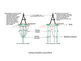 Campo receptivo secundário
Medula espinal
Pele
 
