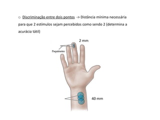o Discriminação entre dois pontos -> Distância mínima necessária
para que 2 estímulos sejam percebidos como sendo 2 (determina a
acurácia tátil)
2 mm
40 mm
 