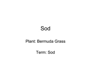 Sod Plant: Bermuda Grass Term: Sod 