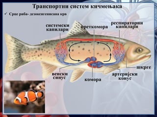 Транспортни систем кичмењака
 Срце риба- дезоксигенисана крв
 
