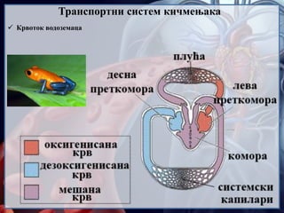  Крвоток водоземаца
Транспортни систем кичмењака
 