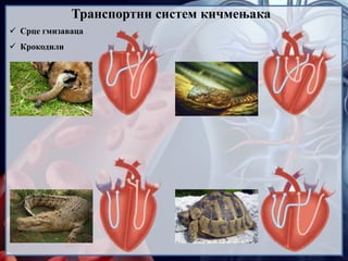  Срце гмизаваца
 Крокодили
Транспортни систем кичмењака
 