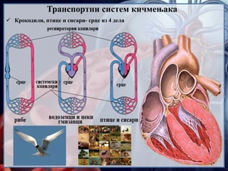  Крокодили, птице и сисари- срце из 4 дела
Транспортни систем кичмењака
 