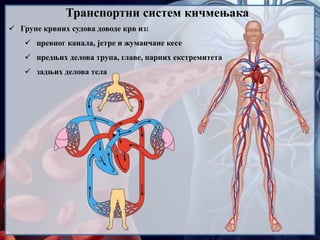 Групе крвних судова доводе крв из:
 цревног канала, јетре и жуманчане кесе
 предњих делова трупа, главе, парних екстремитета
 задњих делова тела
Транспортни систем кичмењака
 