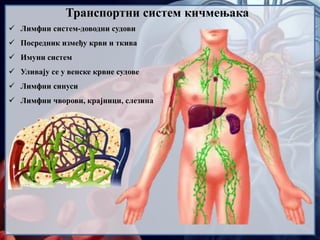  Лимфни систем-доводни судови
 Посредник између крви и ткива
 Имуни систем
 Уливају се у венске крвне судове
 Лимфни синуси
 Лимфни чворови, крајници, слезина
Транспортни систем кичмењака
 