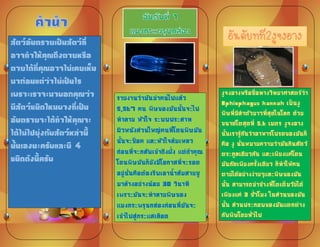 สัตว์อันตรายเป็นสัตว์ที่
อาจทาให้คุณถึงตายหรือ
ตายได้ที่คุณอาจไม่เคยเห็น
มาก่อนแต่ว่าไม่เป็นไร
เพราะเราจะมาบอกคุณว่า
มีสัตว์ชนิดใหนบางที่เป็น
อันตรายจะได้ทาให้คุณจะ
ได้ไม่ไปยุ่งกับสัตว์หล่านี้
นั้นเองนะครับและมี 4
ชนิดดังนี้ครับ
งูจงอางหรือชื่อทางวิทยาศาสตร์ว่า
Ophiophagus hannah เป็นงู
พิษที่มีล้าตัวยาวที่สุดในโลก ด้วย
ขนาดโตสุดที่ 5.6 เมตร งูจงอาง
นันเรารู้กันว่าอาหารโปรดของมันก็
คือ งู นั่นหมายความว่ามันกินสัตว์
ตระกูลเดียวกัน และเพียงแค่โดน
มันกัดเพียงครังเดียว ก็ท้าให้คน
ตายได้อย่างง่ายๆและพิษของมัน
นัน สามารถฆ่าช้างที่โตเต็มวัยได้
เพียงแค่ 3 ชั่วโมง ในส่วนของมัน
นัน ส่วนประกอบของมันแตกต่าง
กับพิษโดยทั่วไป
รายงานว่ามันฆ่าคนไปแล้ว
5,567 คน พิษของมันนันจะไป
ท้าลาย หัวใจ ระบบประสาท
ผิวหนังส่วนใหญ่คนที่โดนพิษมัน
นันจะช็อค และหัวใจล้มเหลว
ก่อนที่จะกลับเข้าถึงฝั่ง แต่ถ้าคุณ
โดนพิษมันก็ยังมีโอกาสที่จะรอด
อยู่นั่นคือต้องรีบเอาน้าส้มสายชู
มาล้างอย่างน้อย 30 วินาที
เพราะมันจะท้าลายพิษของ
แมงกระพรุนกล่องก่อนที่มันจะ
เข้าไปสู่กระแสเลือด
 