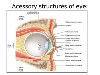 anatomy and physiology of eye | PDF